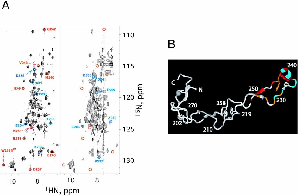 8. ábra (A) A calreticulin (CRT) nevű szénhidrátkötő fehérje 15 N-HSQC spektruma. Balra: apo forma, jobbra: az ERp57 nevű tiol-diszulfid oxidoreduktázzal képzett komplex.