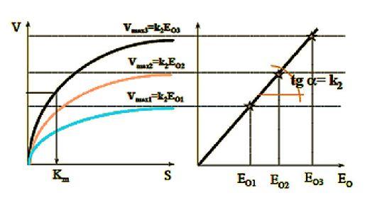 Enzim koncentráció hatása Lineáris kapcsolat nx több enzim nx nagyobb v max Ha nagy szubsztrátkoncentrációnál mérjük a reakciósebességet, akkor a maximális