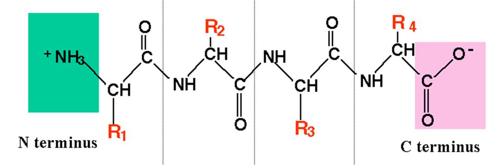 Fehérje = aminosavakból felépülő polipeptid lánc aminosav