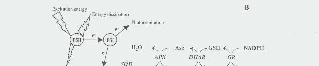 lezajlása az elektrontranszport rátával hasonló arányban B) Ha a NADPH felhasználás gátlódik, akkor