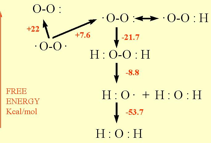 Reaktív oxigéngyökök Szinglet oxigén Alapállapot triplet oxigén hidroxil szuperoxid perhidroxil hidrogénperoxid Szuperoxid A szuperoxid részben oxidáló részben redukáló szerként mőködhet: oxidálhatja