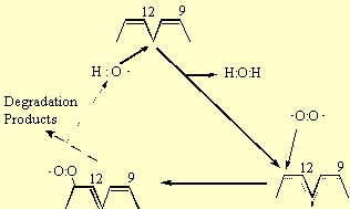 A növényi membránban gyakori linolénsav peroxidációja A lipid-hidrogénperoxid labilis.