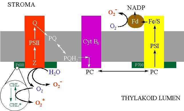 Reaktív oxigénformák képzıdése a kloroplasztiszban A gerjesztési energia sorsa a kloroplasztiszban A) Optimális feltételek között: Az abszorbeált fényenergia az elektron transzport folyamatok