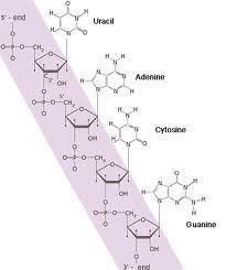 szintetikus biopolimer monomer egység Monomer egységek száma: