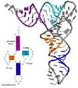 structure of a human s DNA