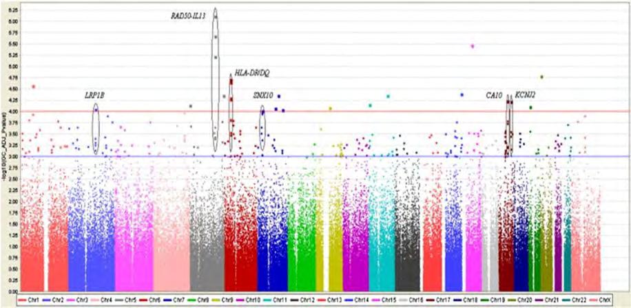 Az asthma susceptibilitás a teljes genom szintjén GWAS Radix50-IL13 LDLR-like prot HLA DR/DQ Sorting nexin