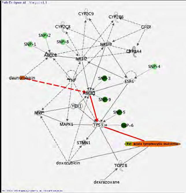 Akut limfoid leukémia gyógyszerhatás SNP-hálózatok ABCC2 ABCB1 SR1