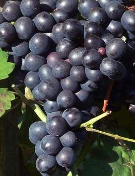 A bronnerstraube és az ottonel muskotály szőlők keresztezéséből származik. halványsárga július közepétől Fürtök mérete, közepes (130 g.