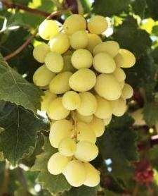 Magnélküli csemegeszőlő fajták: Belgrádi magvatlan Származása: Szerb fajta.