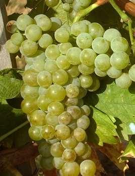 Sárga Muskotály Származása: HasonneveiMuscat Lunel, Muscat Blanc, Muscat belüj, Moscato Bianco. Régi szőlőfajta, eredete nem tisztázott.