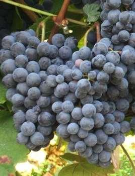 Vörösbort adó szőlőoltvány fajták: Blauburger Cabernet Franc Származása: A Blauburger a Kékoportó és Kékfrankos keresztezése. A keresztezést Dr.