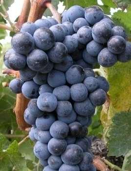 Merlot Származása: Francia eredetű. mélykék, feltűnően hamvas október eleje kicsi, laza, olykor vállas (90 g.