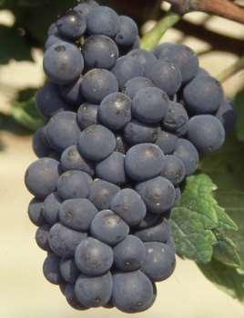 Hasonnevei: Kék burgundi, Kék kisburgundi, Kék klvner, Kék rulandi, Pino csernüj. Francia eredetű, világfajta borszőlő a Vitis vinifera fajta egy változata.