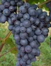 Különleges csemegeszőlő fajták: Adriána (Conegliánó) Származása: Ismeretlen sötétkék augusztus eleje közepes, hosszúkás, közepesen tömött, átlagtömege: 230 g ropogós,