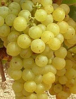 fogékony a betegségekre -18-19 C tipikus asztali szőlőfajta Helikon szépe Származása: Magyar fajta.