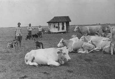 indult a birkákkal a kiskanász mint a 100 évet betöltött Kis bácsi a nyomásokra. Öreg este volt, mire a tanyába visszatért. Álló napon át le sem ült.