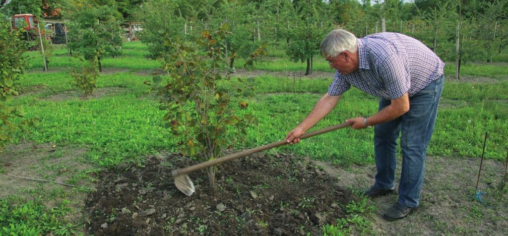 Gyomosodás megakadályozására talajtakarás is alkalmazható. Harmadik évet követően sorközök művelése helyett a területet hagyhatjuk elfüvesedni.