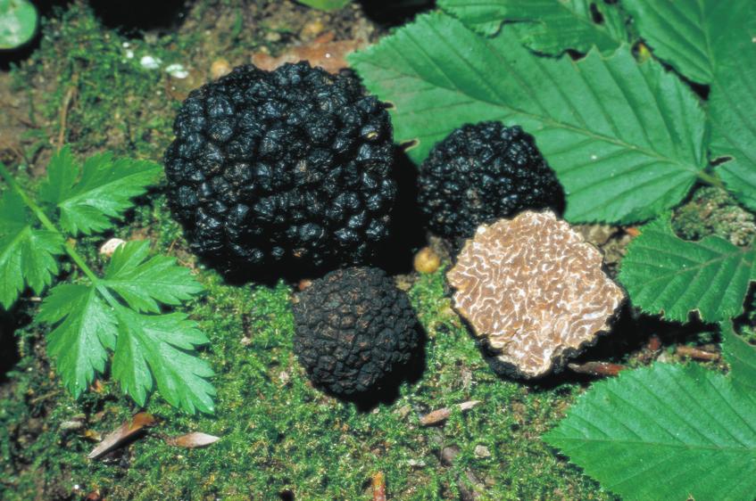 A nyári szarvasgomba (Tuber aestivum) durva fekete felületi pikkelyekkel fedett, melyek mérete a termőterülettől függően változhat.