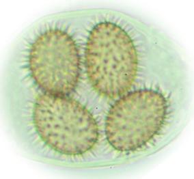 Közeli rokona a francia szarvasgomba vagy perigordi szarvasgomba (Tuber melanosporum) atlanto-mediterrán elterjedésű gomba, nagyobb termőtest