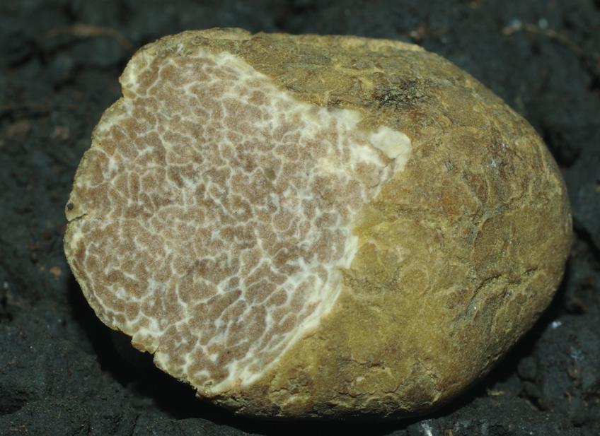 Az isztriai szarvasgomba (Tuber magnatum) nagyra növő, kemény húsú, kívül fehér majd sárgásbarna, sima, felrepedező perídiumú faj. Gyakran lebenyes, alaktalan.