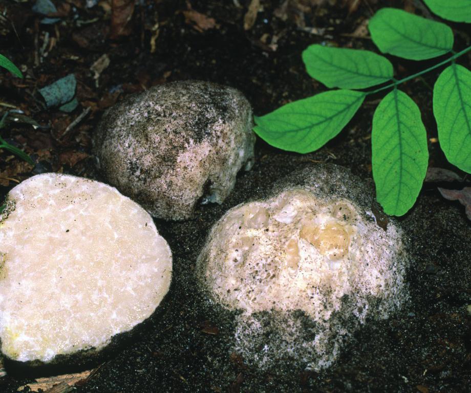 A homoki szarvasgomba (Mattirolomyces terfezioides) nagyra növő, kissé morzsalékony húsú faj jellegzetes gyökérszerű alapi rhizomorfával. Peridiuma csontfehér, majd sárgásodó, sima.