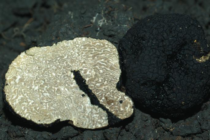 Észak-Amerikában az oregoni fehérszarvasgombát (Tuber gibbosum)