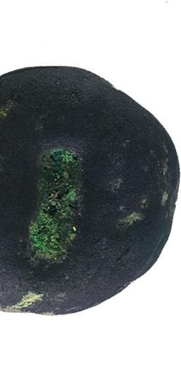 (Tuber excavatum aggr.