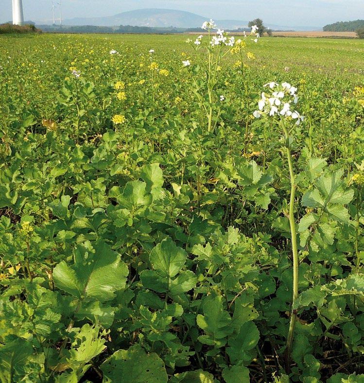 Zöldtrágyázás a zöldítésben Súlyozás: 0,3 (1 ha keverék = 0,3 ha ökológiai célterület); Min.