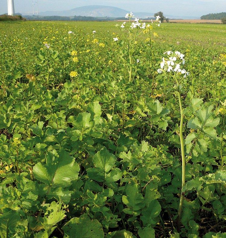 Zöldtrágyázás a zöldítésben Súlyozás: 0,3 (1 ha keverék = 0,3 ha ökológiai célterület); Min.