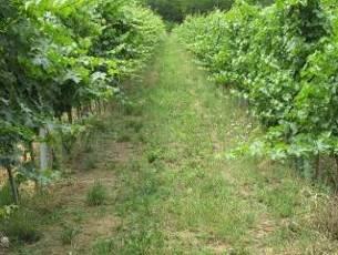 A lényeg, hogy erős védelemmel lássuk el a szőlőt, hogy a gombabetegségek támadása visszatartható legyen. A szőlőmolyok lárváinak károsítása folyamatos.