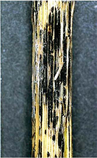 tritici búza fekete (v. szár-)rozsdája P. recondita f.sp.