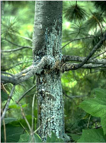 Cronartium Cronartium ribicola ribiszkerozsda Köztesgazda: Pinus strobus (simafenyő), amelyen a spermogóniumos és az ecikus alakok fejlődnek (évelő módon)