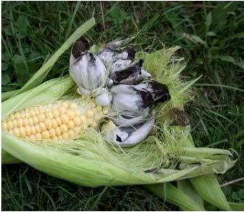 - Fejlődési rendellenességet, torzulást okoznak. - Fakultatív paraziták. Táptalajon sarjsejtekkel szaporodnak - Vegetatív tenyésztestük dikariotikus hifa.