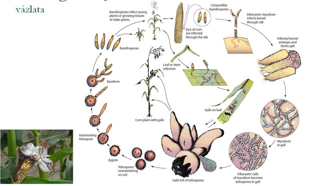 Ustilago maydis kukorica golyvásüszög