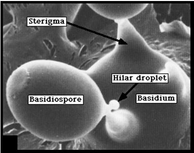 Ivaros szaporodás Bazídium: A gomba vegetatív tenyésztestéről harántfallal elválasztott, általában bunkó alakú különleges hifavégződés. Ezen (külsőleg, exogén módon) keletkeznek a bazídiospórák.