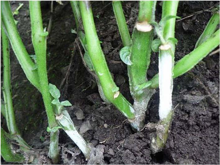 Thanatephorus cucumeris a: Rhizoctonia solani Burgonyán 2.