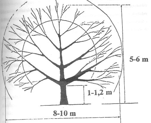 8. ábra Ágcsoportos sudaras koronaforma Az 1960-as évektől az almatermésűeknél megjelentek a termőkaros orsó ültetvények.