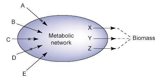 A modell alapelve Biomassza sejtnövekedés (fitnesz) 1) Genomi adatok alapján