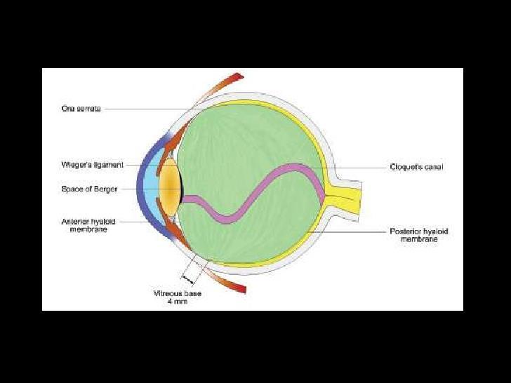 Üvegtest corpus vitreum Optikailag tiszta gél 98% víz, 2% kollagén, hyaluronsav Anatómiai jellegzetességek: Hátsó üvegtesti határhártya a retina felszínével laza összeköttetésben -Természetes