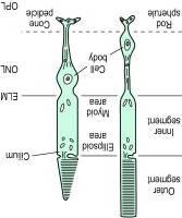 treatment in patients with ME secondary to CRVO.