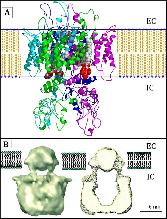 3. ábra: (A) A TRPV1 receptor szerkezete a sejtmembránban. A képen a membránba ágyazott TRPV1 szerkezete látható [37]. A csatornát a TRPV1 tetramerek alkotják (különböző színekkel jelölve).