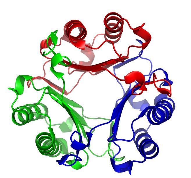 A humán MIF fehérje egy három azonos alegységből felépülő homotrimer (egy monomer 114 aminosavból áll, molekulatömege 12,5 kda) [155], [156] (10. ábra).
