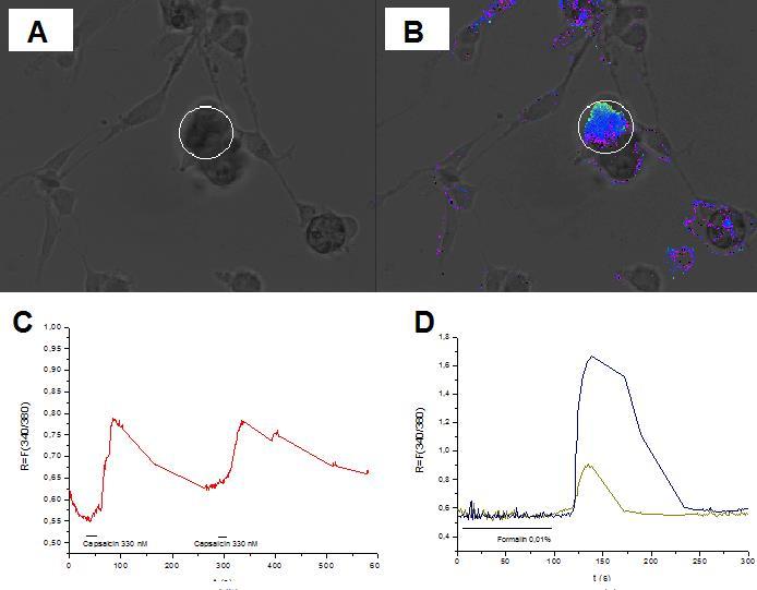 1.3.1. A TRPA1/V1 funkcionális vizsgálata patkány primer uterus sejtkultúrában Mind a TRPA1 agonista formalin (3,3 mm), mind pedig a TRPV1 aktivátor kapszaicin (330 nm) Ca 2+ -beáramlást