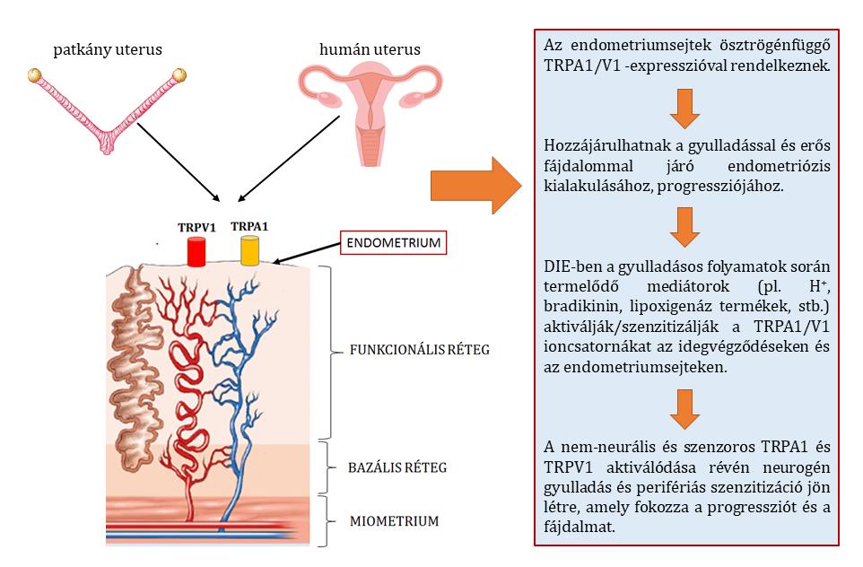 37. ábra: Eredmények összegzése I.: A nem-neurális TRPA1 és TRPV1 ioncsatornák szerepe patkány és humán endometriumban, valamint mélyen infiltráló endometriózisban (DIE). 3.