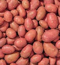 MAGYAR TERMÉK CSIPERKEGOMBA 1 kg = 599 Ft Legkisebb átmérő: minimum 35 mm* 750 g / CSOMAG 750 g / csomag 449Ft Hossz: