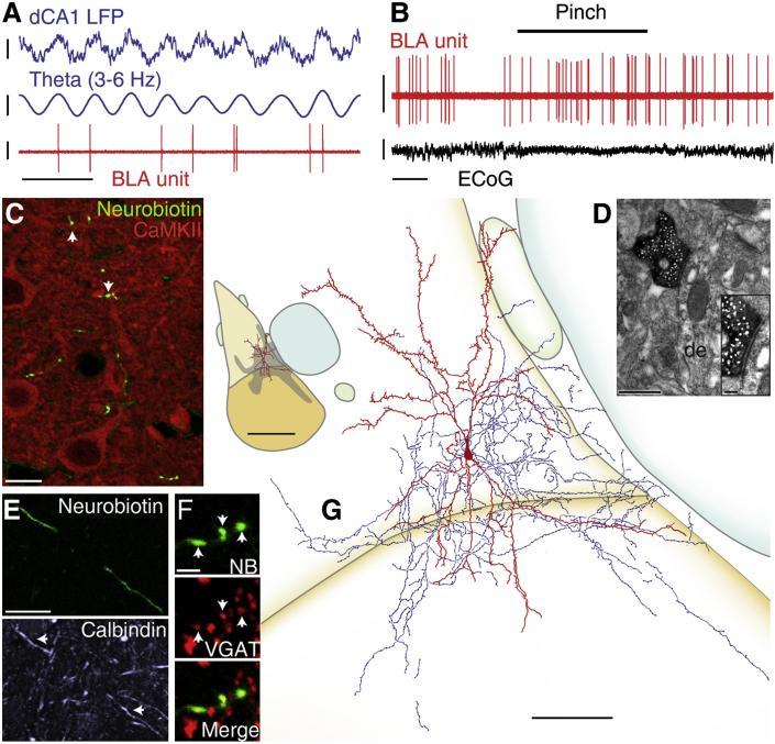 - l Juxta: Minden egyben Lokális interneuron a basolaterális amygdalában,