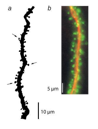 !! Neurotranszmitter: glutamát - NMDA, AMA receptorok Molekuláris jellemzők: kálcium-kötő fehérje (CB+ ;CB-) rojekció: számos távoli agyterületre Egyéb serkentő