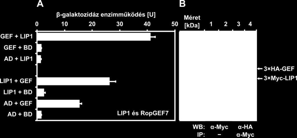 A jelöltek teljes hosszúságú változatai közül csak a ROPGEF7 fehérje hatott kölcsön a LIP1-gyel, mindkét párosításban. AD, üres pgadt7 plazmid; BD, üres pgbkt7 plazmid.