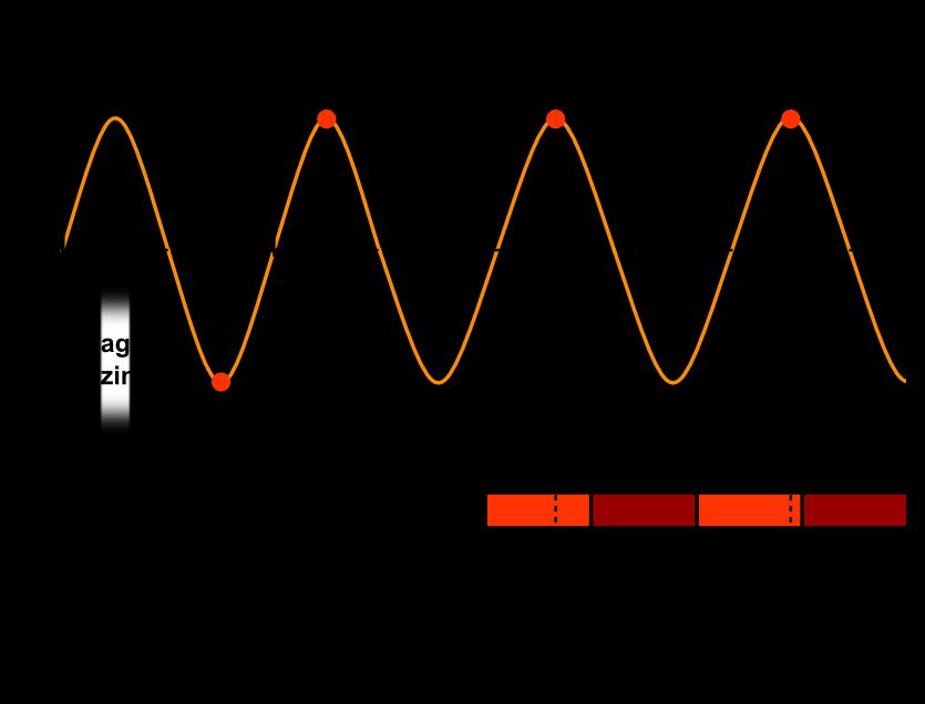 SZAKIRODALMI ÁTTEKINTÉS 8 A cirkadián ritmusokat az alábbi fogalmakkal tudjuk leírni, amelyeket legegyszerűbben egy vázlatos ábrán lehet szemléltetni (1. ábra)