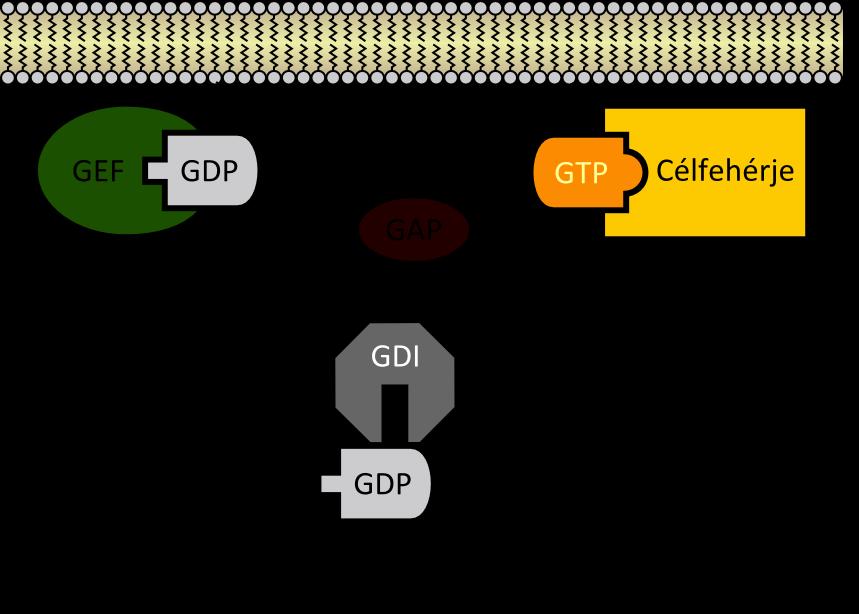 SZAKIRODALMI ÁTTEKINTÉS 36 fehérjék elveszíthetik átkapcsolhatóságukat, és így GDP- vagy GTP-kötő alakban rögzülve különféle élettani rendellenességeket okozhatnak (pl. rákos sejtburjánzást). A B 6.